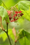 Vine Maple blossoms & foliage detail