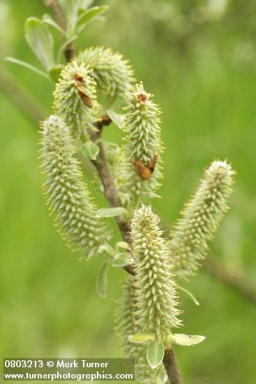 Salix sitchensis