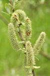 Sitka Willow catkins detail