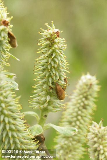 Salix sitchensis