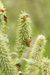 Sitka Willow catkins detail