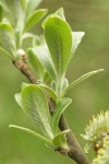 Sitka Willow new foliage detail