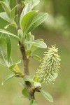 Sitka Willow new foliage & catkin detail