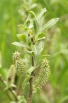 Sitka Willow new foliage & catkins