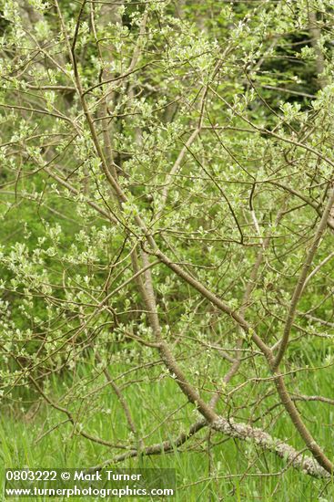 Salix sitchensis