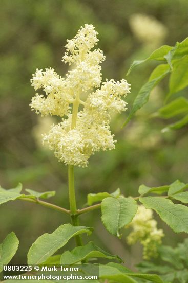 Sambucus racemosa