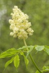 Red Elderberry blossoms & foliage