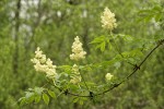 Red Elderberry blossoms & foliage