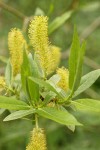 Shining Willow (Pacific Willow) male catkins & foliage