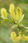 Shining Willow (Pacific Willow) male catkins & foliage