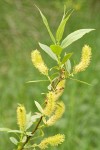 Shining Willow (Pacific Willow) male catkins & foliage