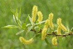 Shining Willow (Pacific Willow) male catkins & foliage