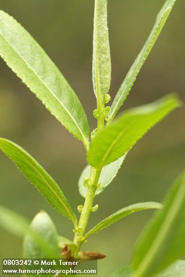 Salix lasiandra var. lasiandra (Salix lucida ssp. lasiandra)