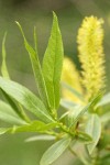 Shining Willow (Pacific Willow) foliage detail