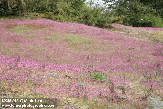 Plectritis congesta