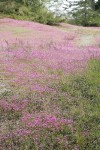 Sea Blush carpets sandy soil near beach