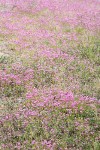 Sea Blush carpets sandy soil near beach