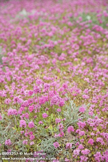 Plectritis congesta