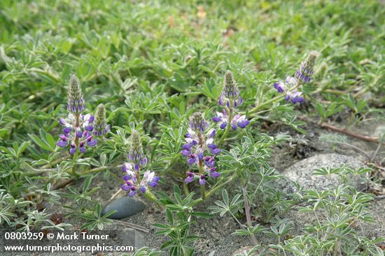 Lupinus littoralis