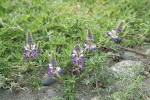 Seashore Lupine