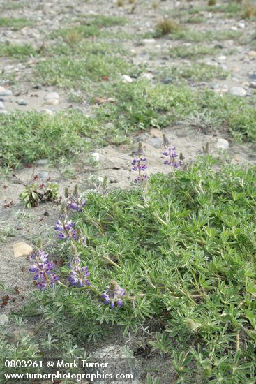 Lupinus littoralis