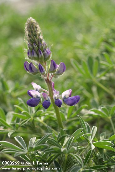 Lupinus littoralis