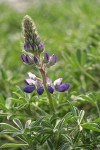 Seashore Lupine blossoms & foliage detail