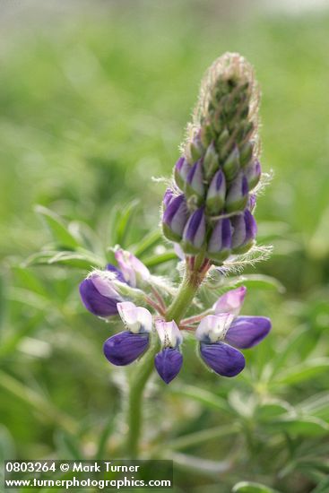 Lupinus littoralis