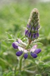 Seashore Lupine blossoms detail