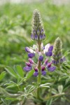 Seashore Lupine blossoms & foliage detail