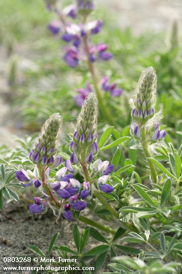 Lupinus littoralis