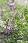 Seashore Lupine blossoms & foliage