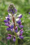 Seashore Lupine blossoms detail