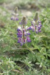 Seashore Lupine