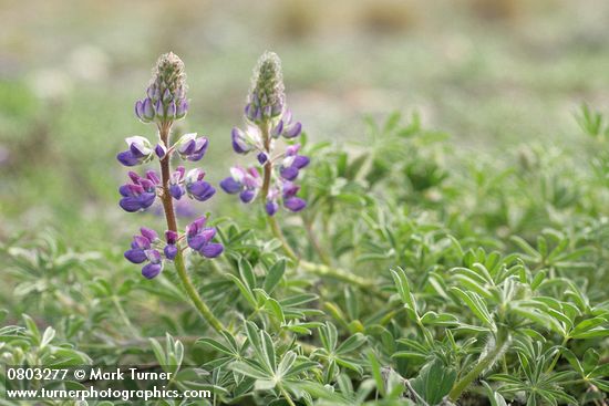 Lupinus littoralis