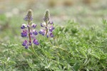 Seashore Lupine