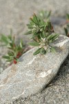 Beach Knotweed blossoms & foliage