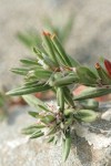 Beach Knotweed blossoms & foliage