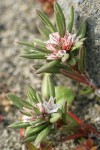 Beach Knotweed blossoms & foliage