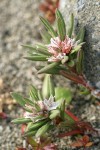 Beach Knotweed blossoms & foliage