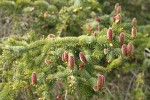 Sitka Spruce female cones & foliage