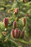 Sitka Spruce female cones & foliage