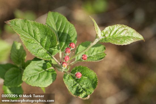 Malus fusca