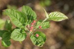 Pacific Crabapple flower buds & foliage