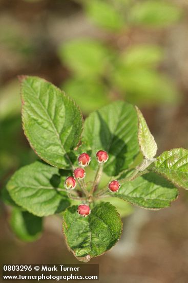 Malus fusca