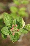 Pacific Crabapple flower buds & foliage