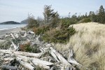 Wind-blown Sitka Spruce, beach logs, and grasses along West Beach