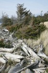Wind-blown Sitka Spruce, beach logs, and grasses along West Beach