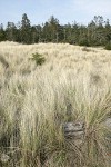 Beach grasses along West Beach w/ Sitka Spruces & Douglas-firs bkgnd