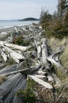 Wind-blown Sitka Spruce, beach logs, and grasses along West Beach